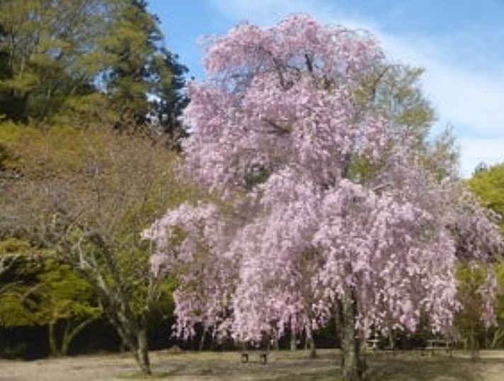 しだれ桜