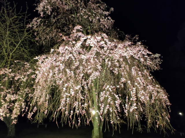 しだれ桜