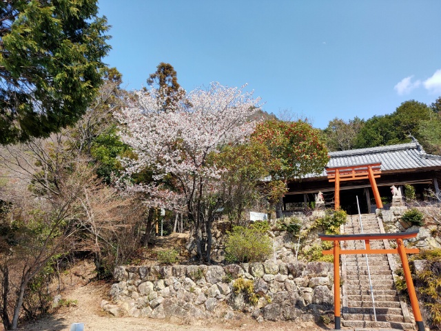 본전과 벚꽃