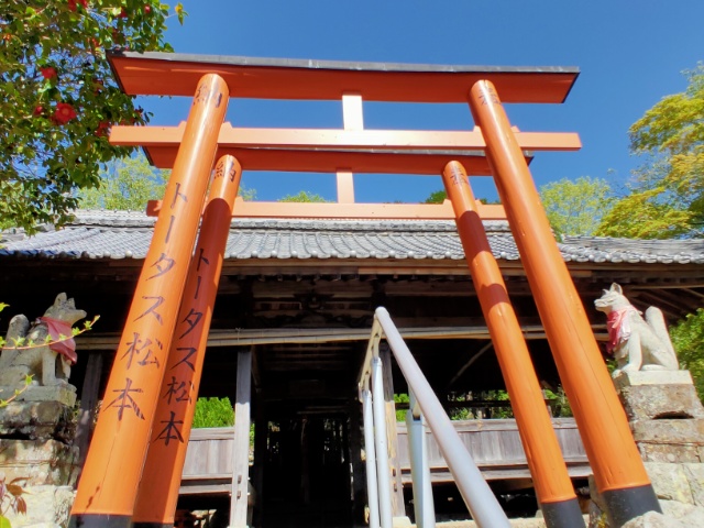 Tortoise Matsumoto